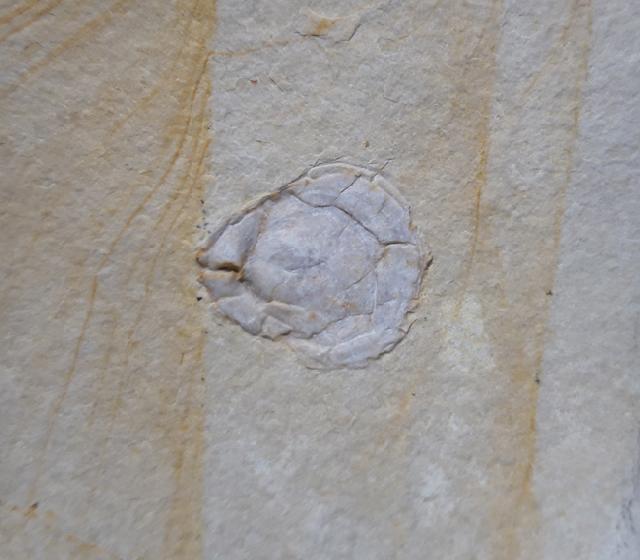 Terebratula sp. MUELLER 1776 - Bild © FossNet FossilienStore